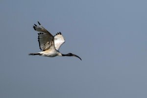 African Ibis