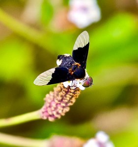 Rapid Bee Fly