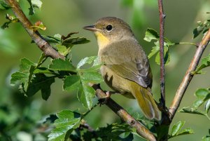 Common Yellowthroat