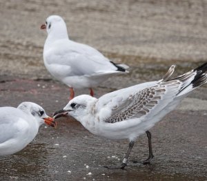 Mediterranean Gull