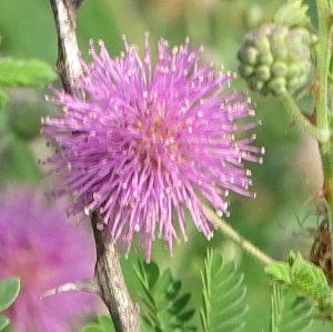 Flowering