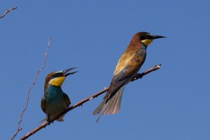 Adult and Juvenile European Bee-Eaters