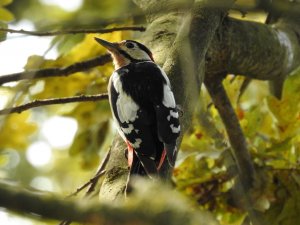 Great spotted woodpecker