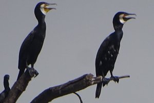 Little Cormorant Duo