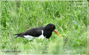 In the long grass