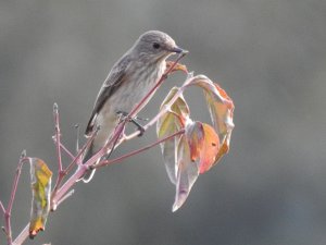 Spotted flycatcher