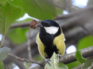 Great tit