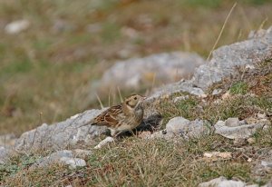 Lapland Bunting