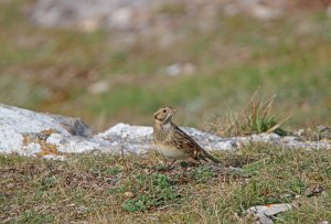 Lapland Bunting