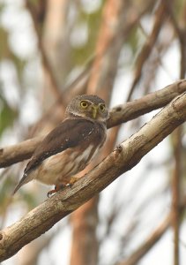 Amazonian Pygmy-Owl