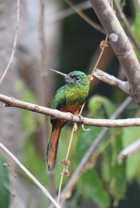 Bluish-fronted Jacamar