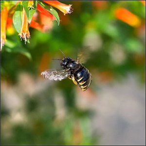 Horse-like Carpenter Bee (female)