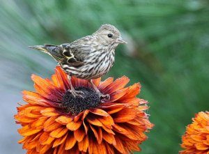 Pine Siskin