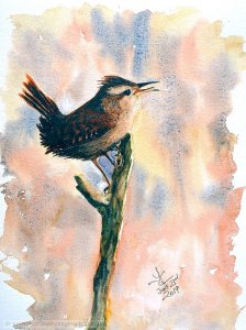 Watercolour Wren