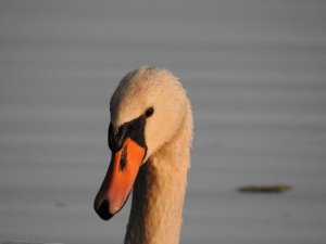 Swan