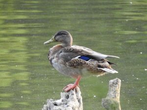 Mallard Hen