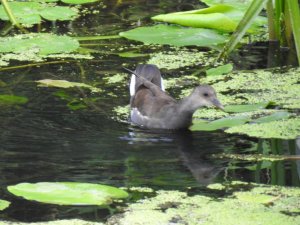 Is this Grebe ( Podicipediformes) or some other ?