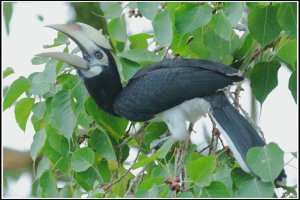 Oriental Pied Hornbill