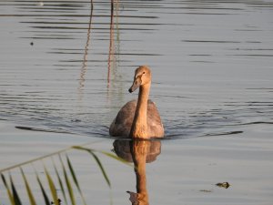 Juvenile Swan