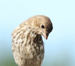 House Finch