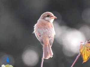 Red-backed Shrike