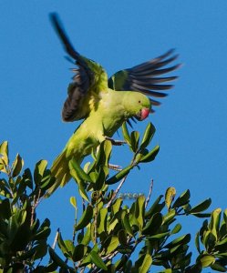 Rose-ringed Parakeet