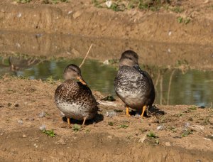 Mr & Mrs Gadwall