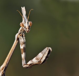 Stick-mimic Mantis