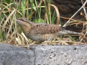 Eurasian Wryneck