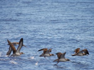 Cory's Shearwaters