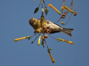 Canary