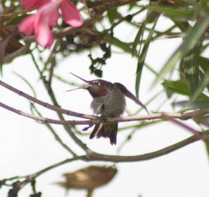 Anna's Hummingbird