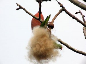 Tui Parakeet