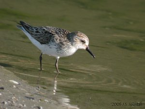 Semipalmated Sandpiper