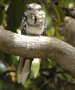 Sand-collored Nighthawk