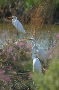 Great Egret