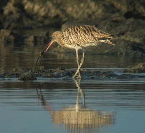 Curlew with Crab
