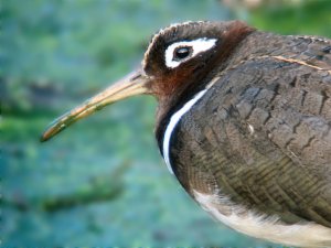 Painted Snipe - Close Up