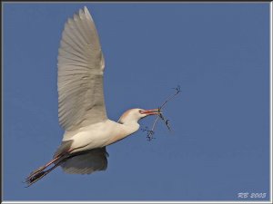 Cattle Egret