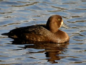 Scaup