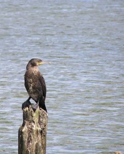 cormorant