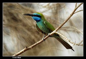 Little Green Bee-eater