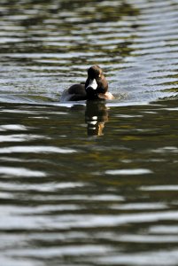 Duck in the park