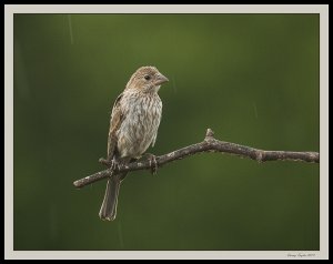 Hurricane Finch