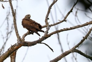 Black Kite