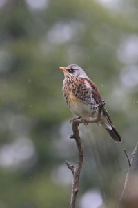 Fieldfare