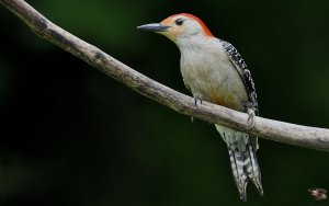 Red-bellied Woodpecker