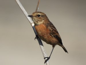 Stonechat