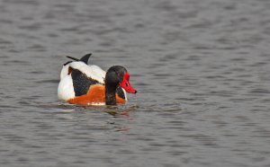 SHELDUCK