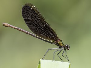 Beautiful Demoiselle, Female